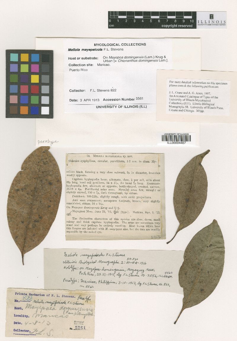 Meliola mayepeicola image
