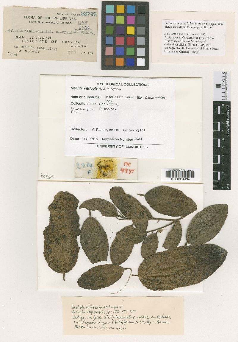 Meliola citricola image
