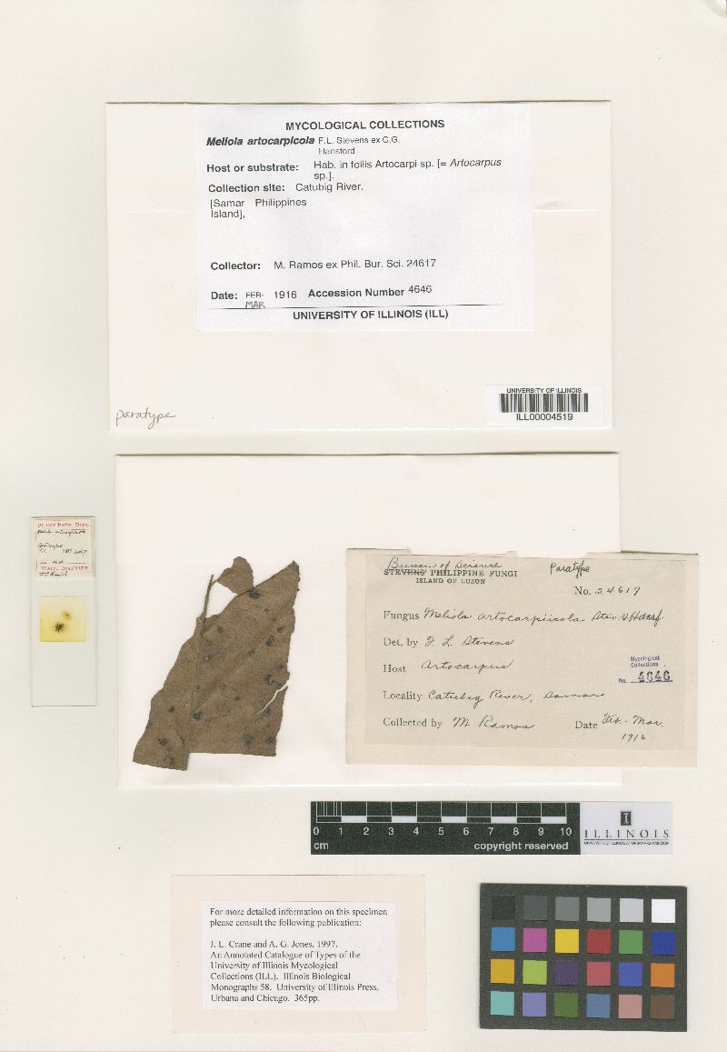 Meliola artocarpicola image