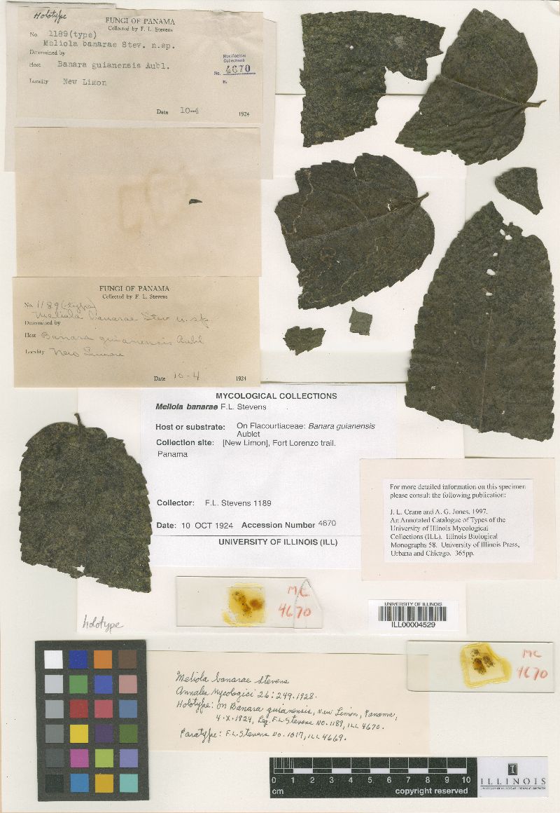 Meliola banarae image
