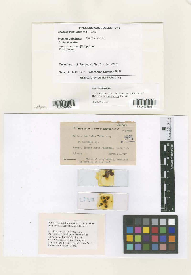 Meliola burgosensis image