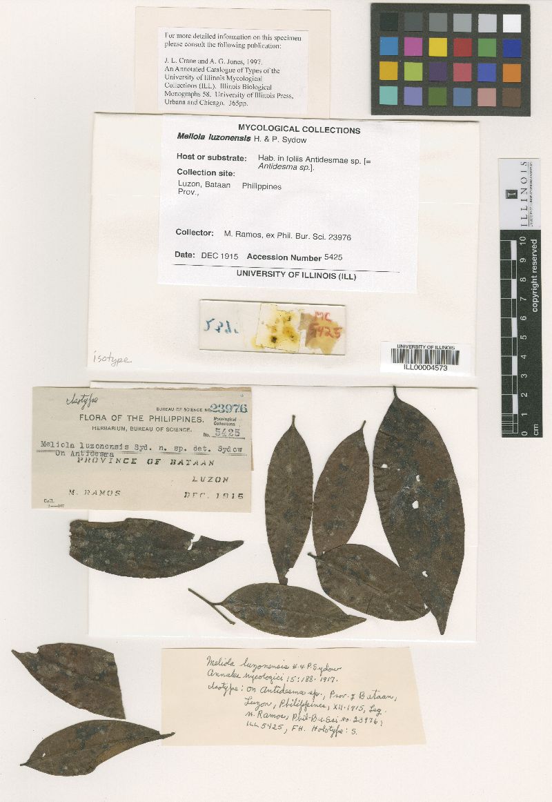 Meliola luzonensis image