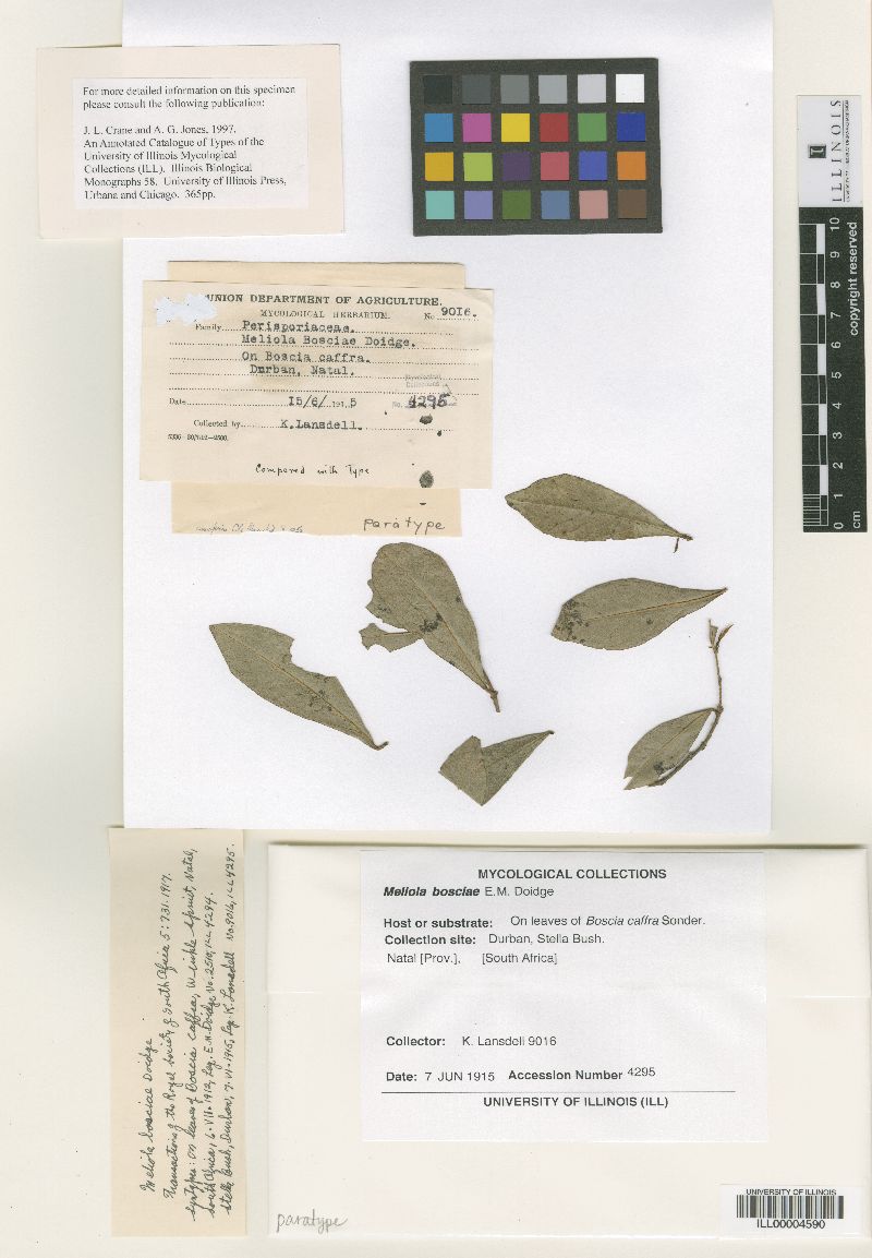 Meliola bosciae image