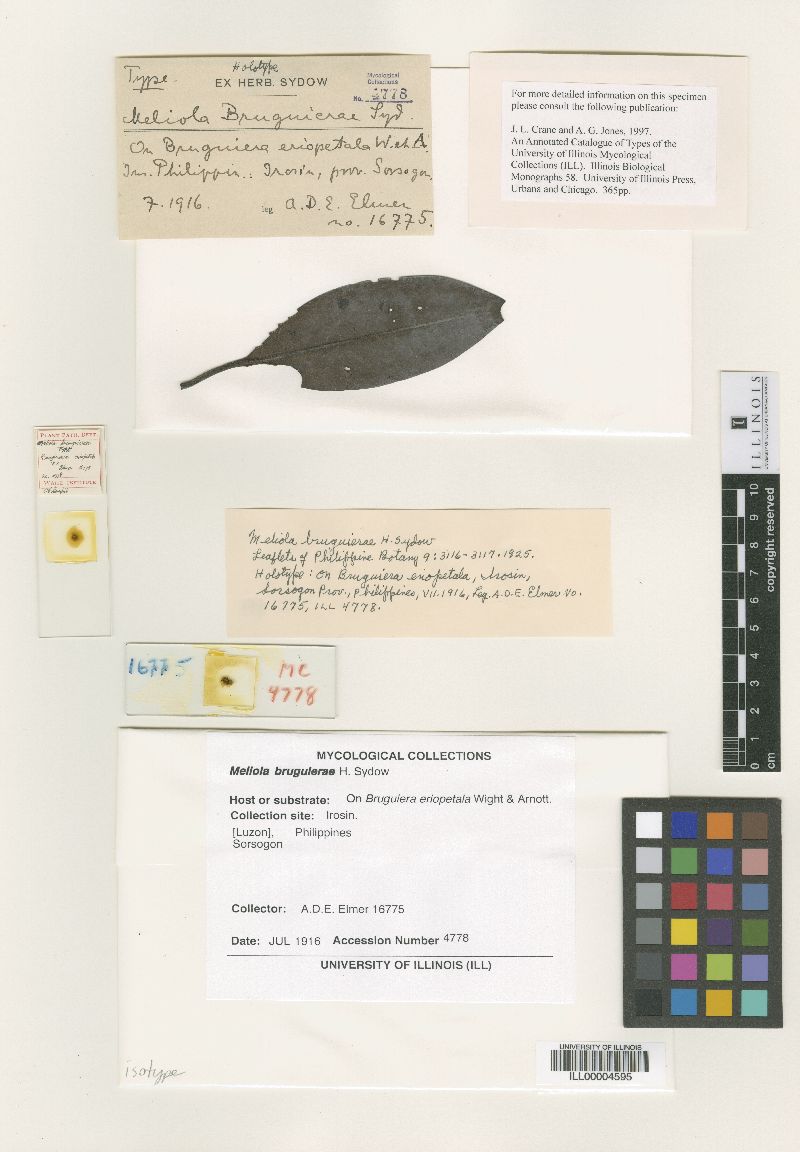 Meliola bruguierae image
