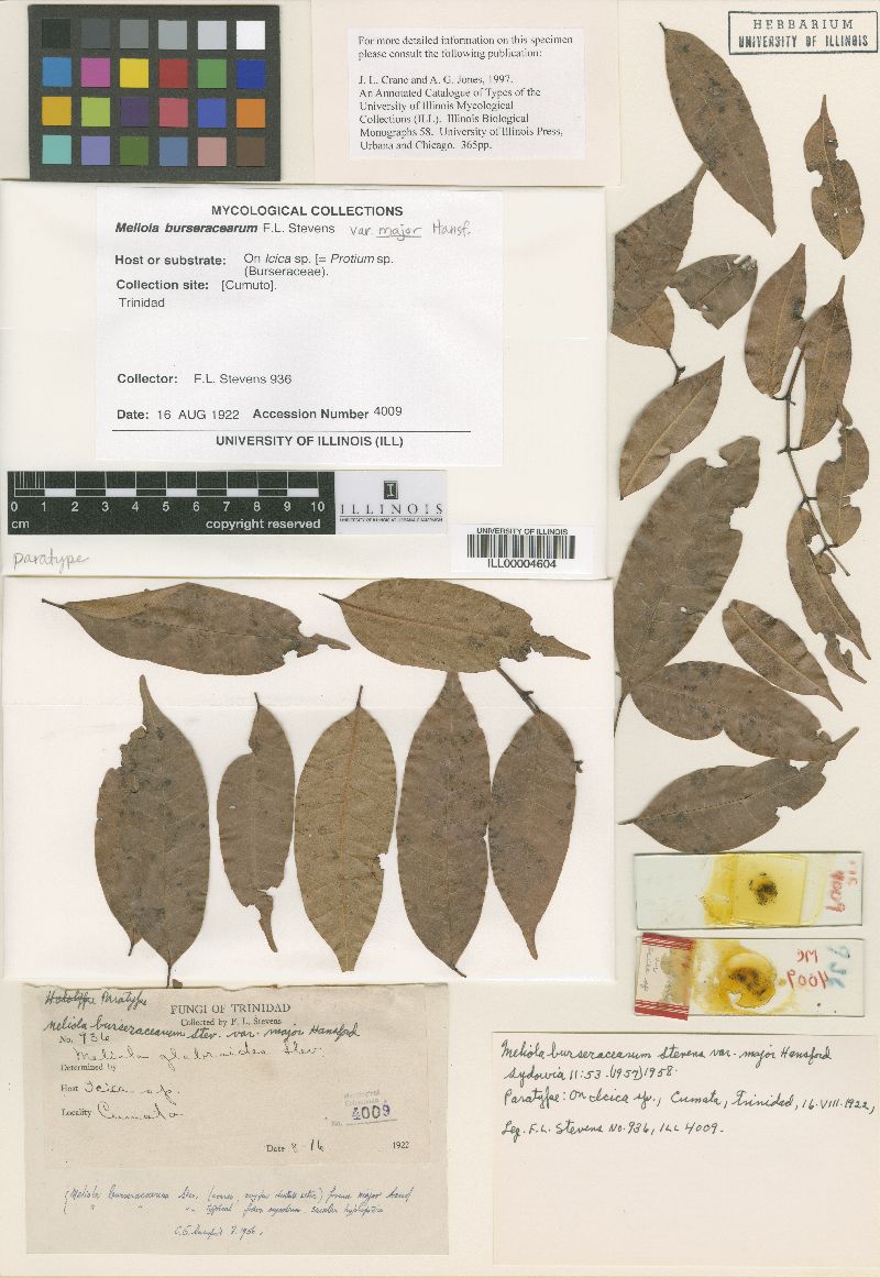 Meliola burseracearum image