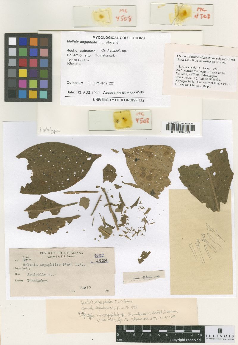 Meliola aegiphilae image