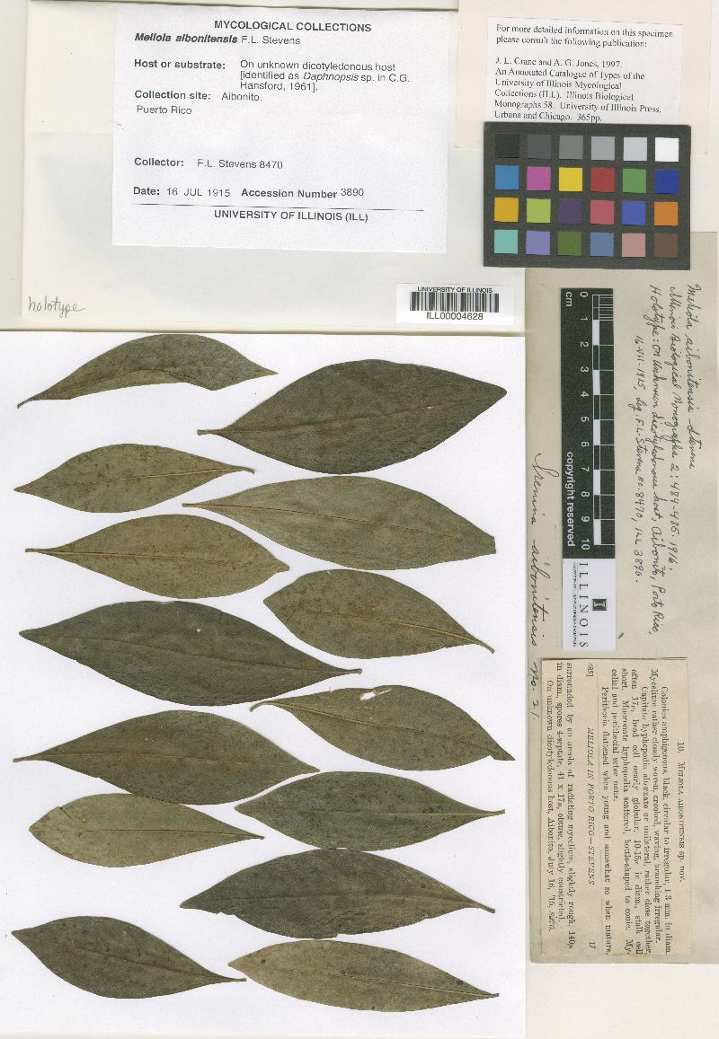 Meliola aibonitensis image