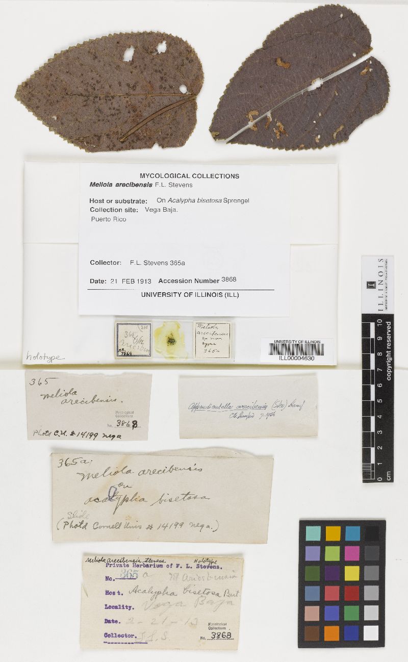 Meliola arecibensis image