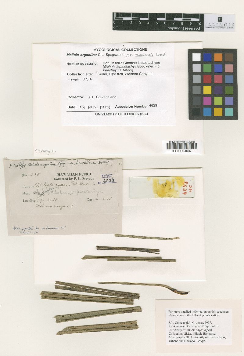 Meliola argentina image