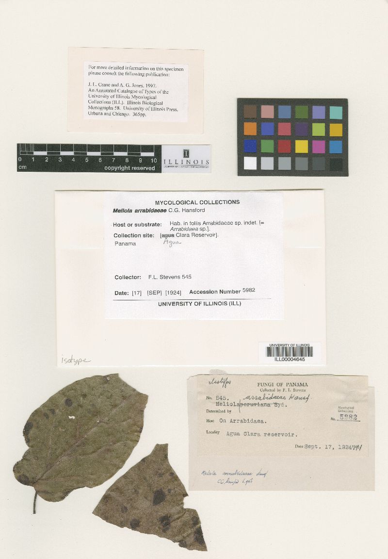 Meliola arrabidaeae image