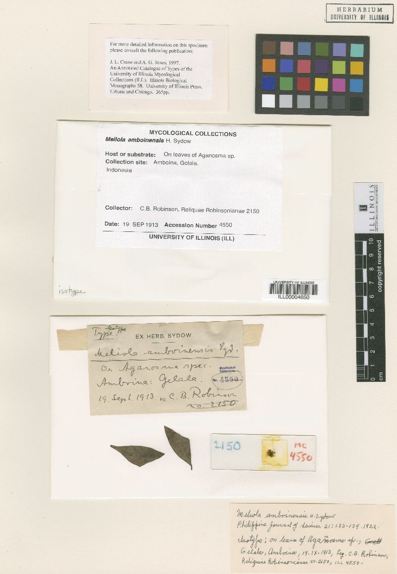 Meliola amboinensis image