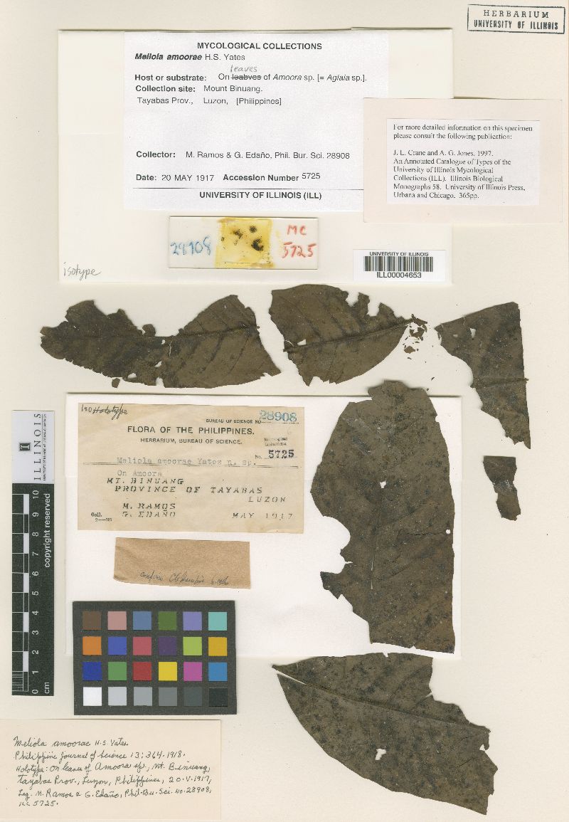 Meliola amoorae image