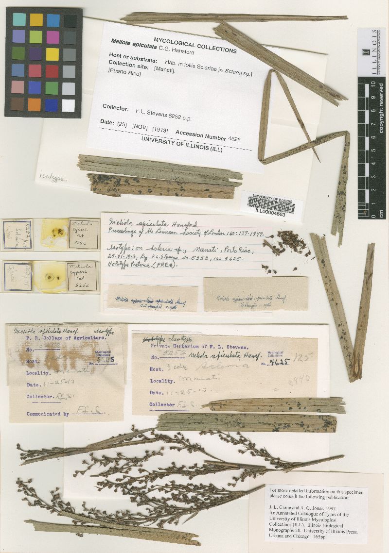 Meliola apiculata image