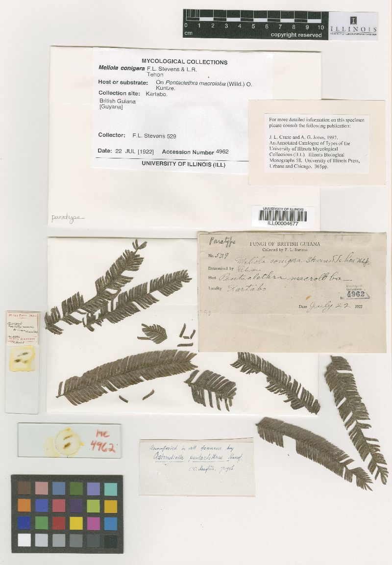 Meliola conigera image
