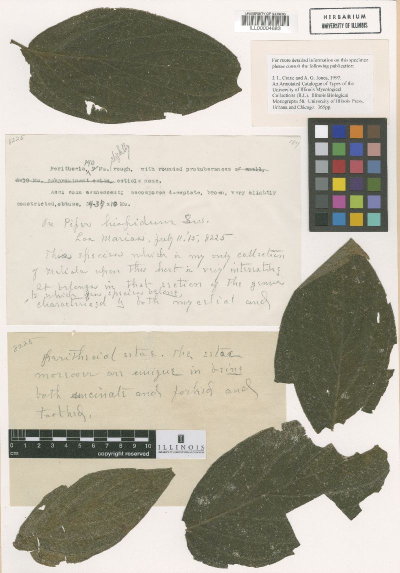 Meliola contorta image