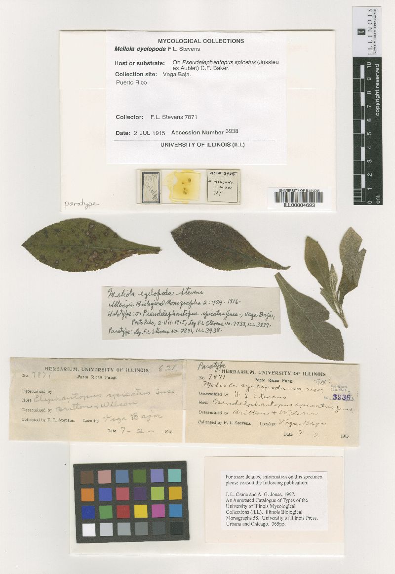 Meliola cyclopoda image