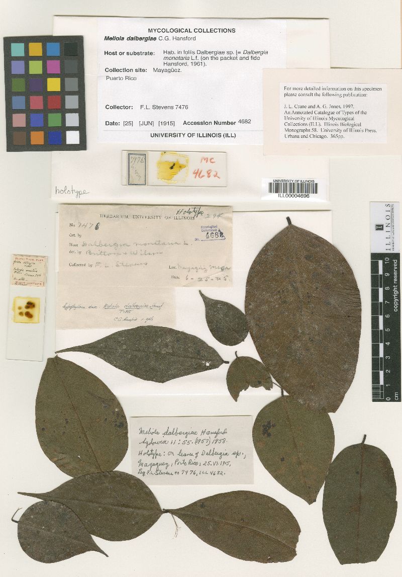 Meliola dalbergiae image