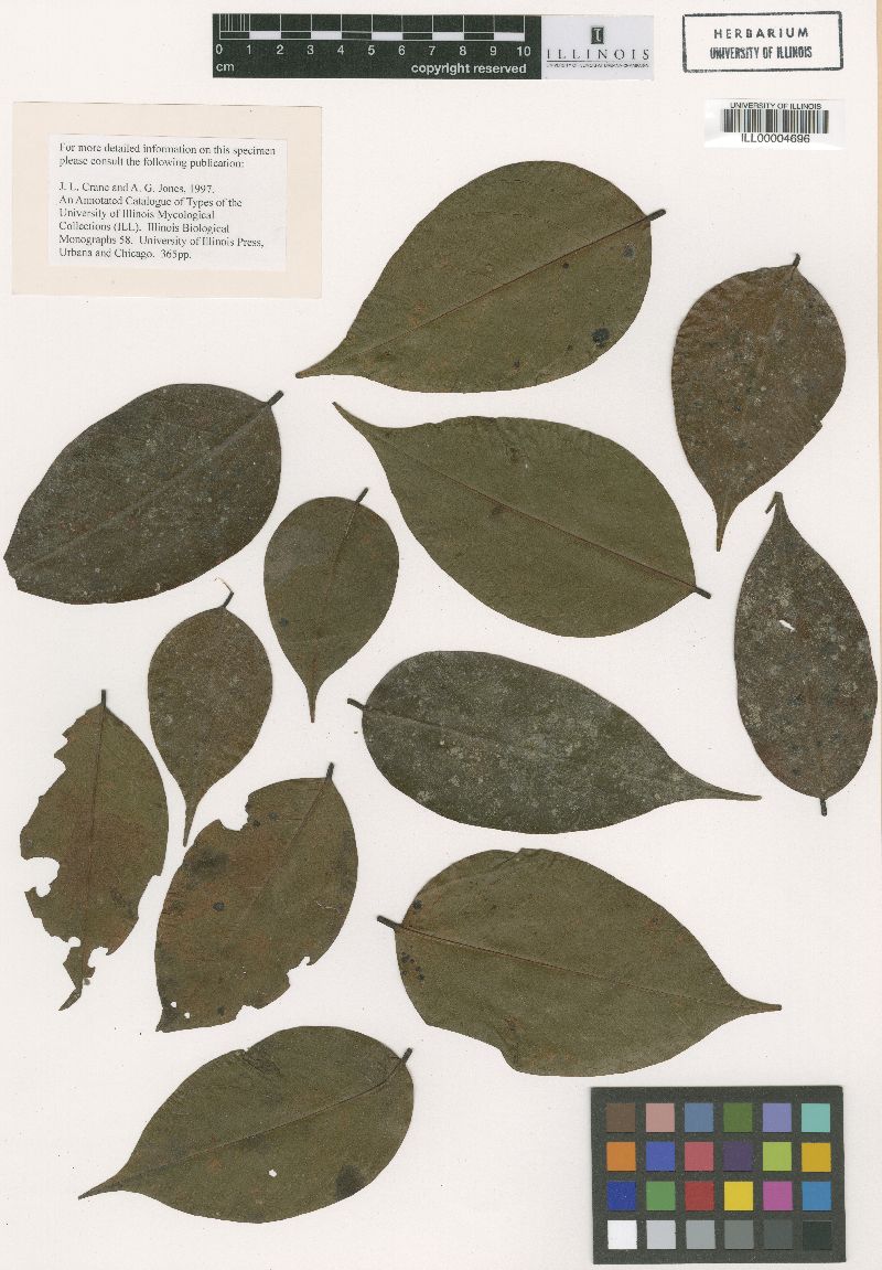 Meliola dalbergiae image
