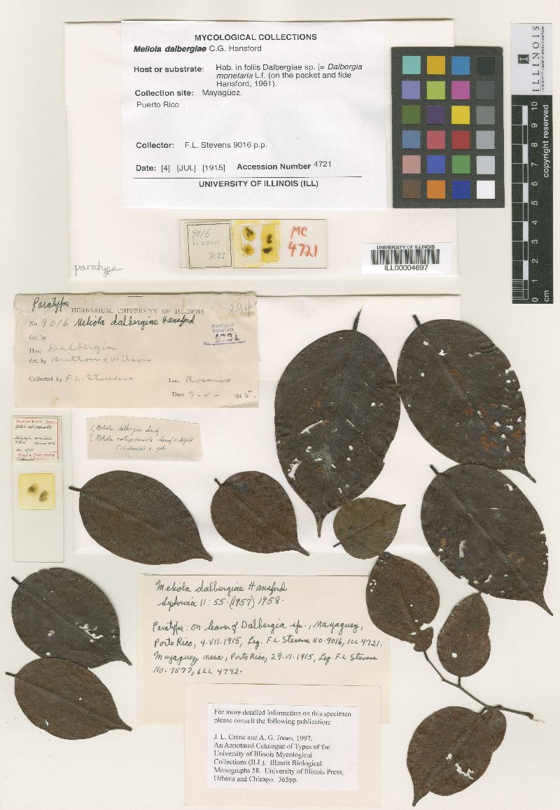 Meliola dalbergiae image
