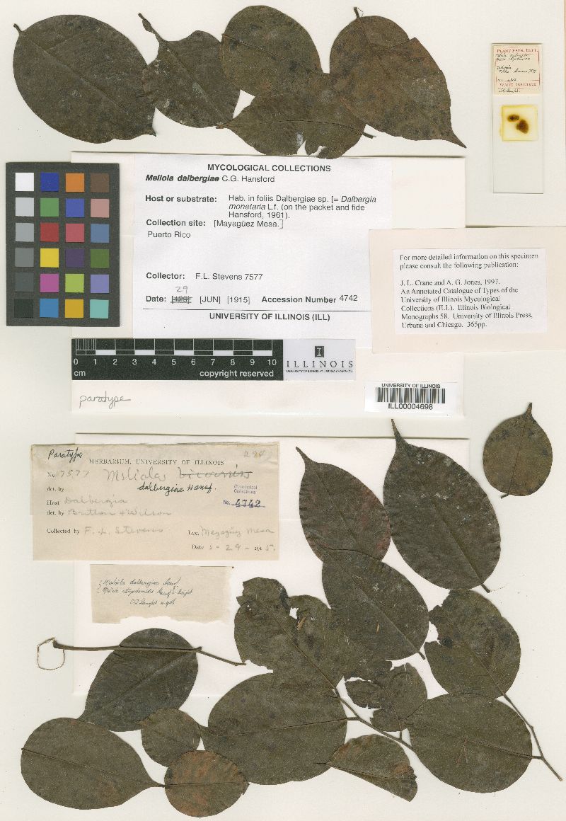 Meliola dalbergiae image