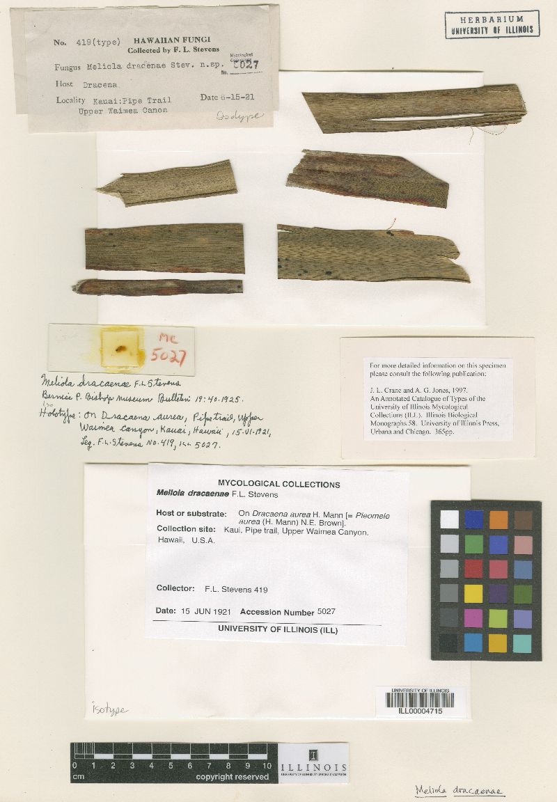 Meliola dracaenae image