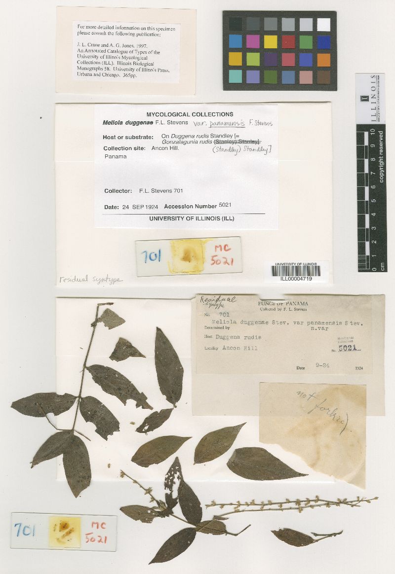 Meliola duggenae image