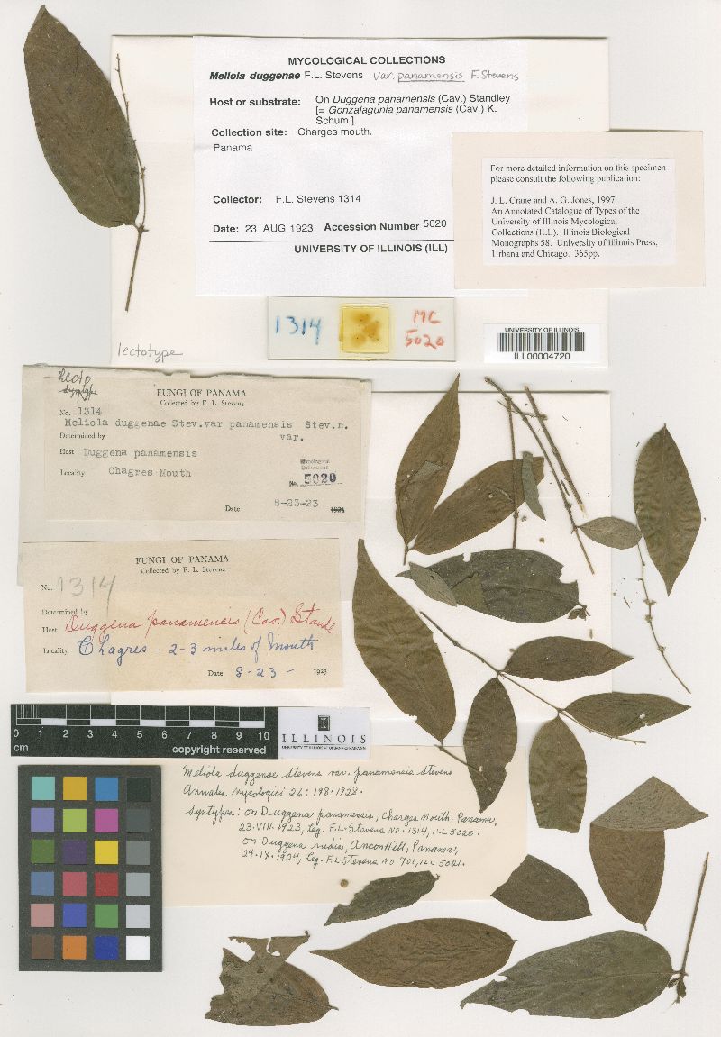 Meliola duggenae image