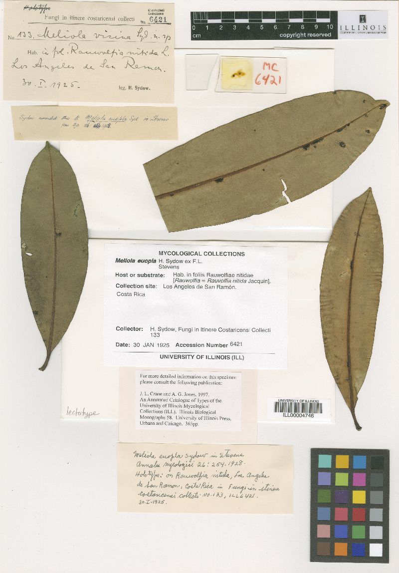 Meliola euopla image