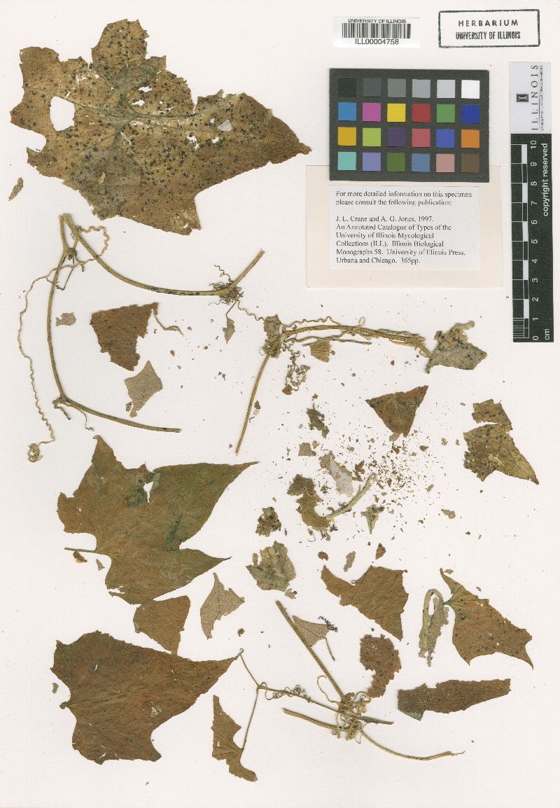 Meliola cucurbitacearum image