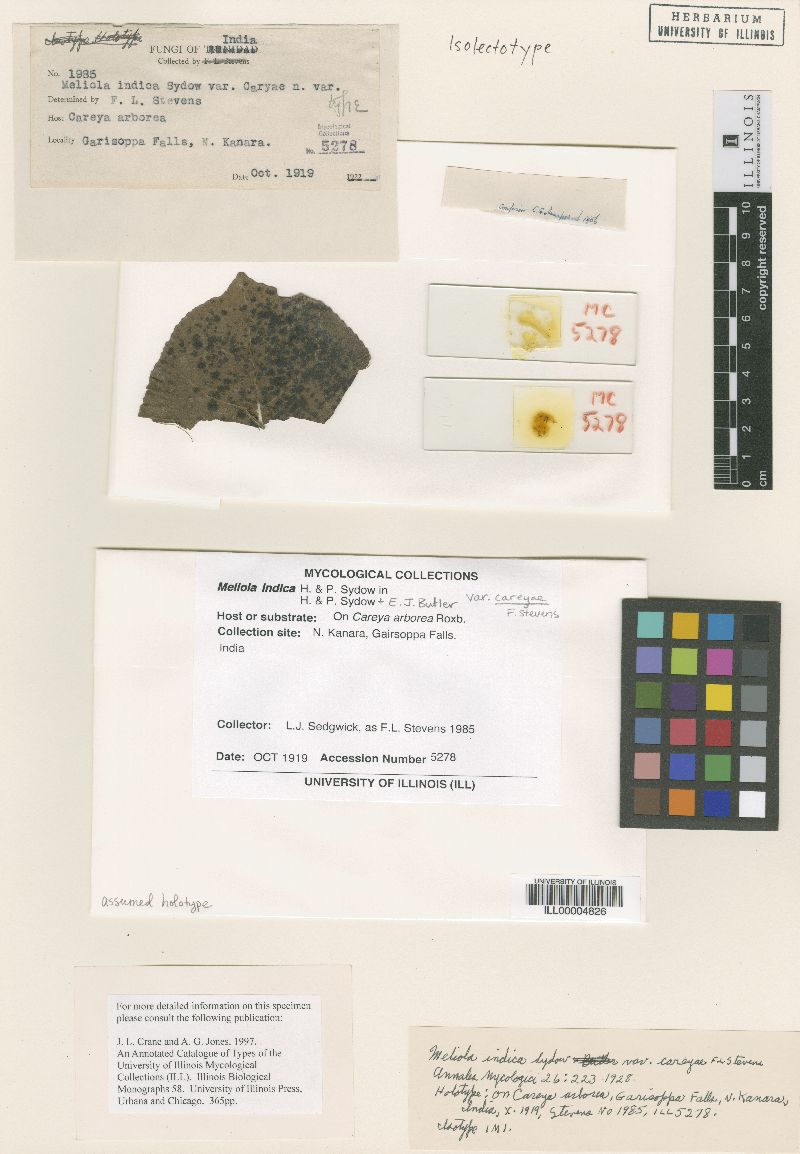 Meliola indica image