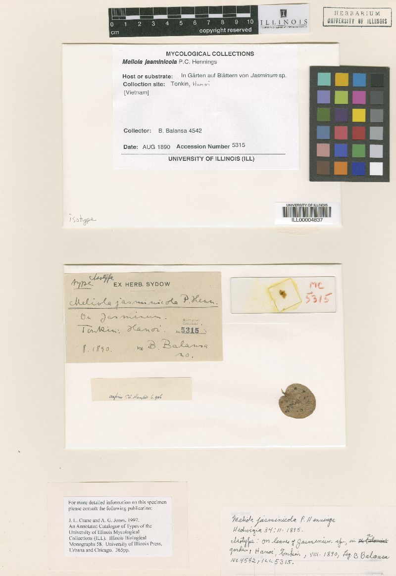 Meliola jasminicola image