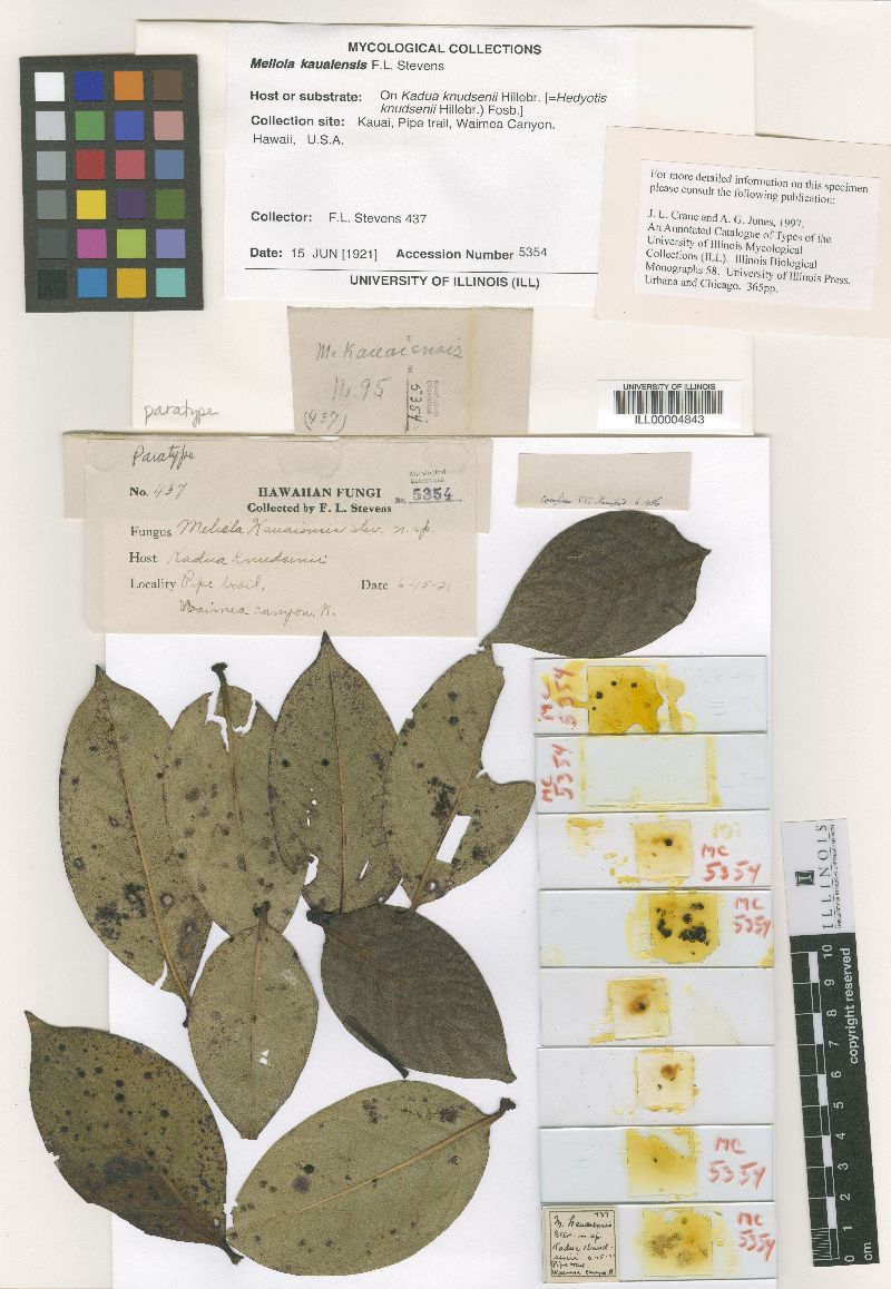 Meliola kauaiensis image