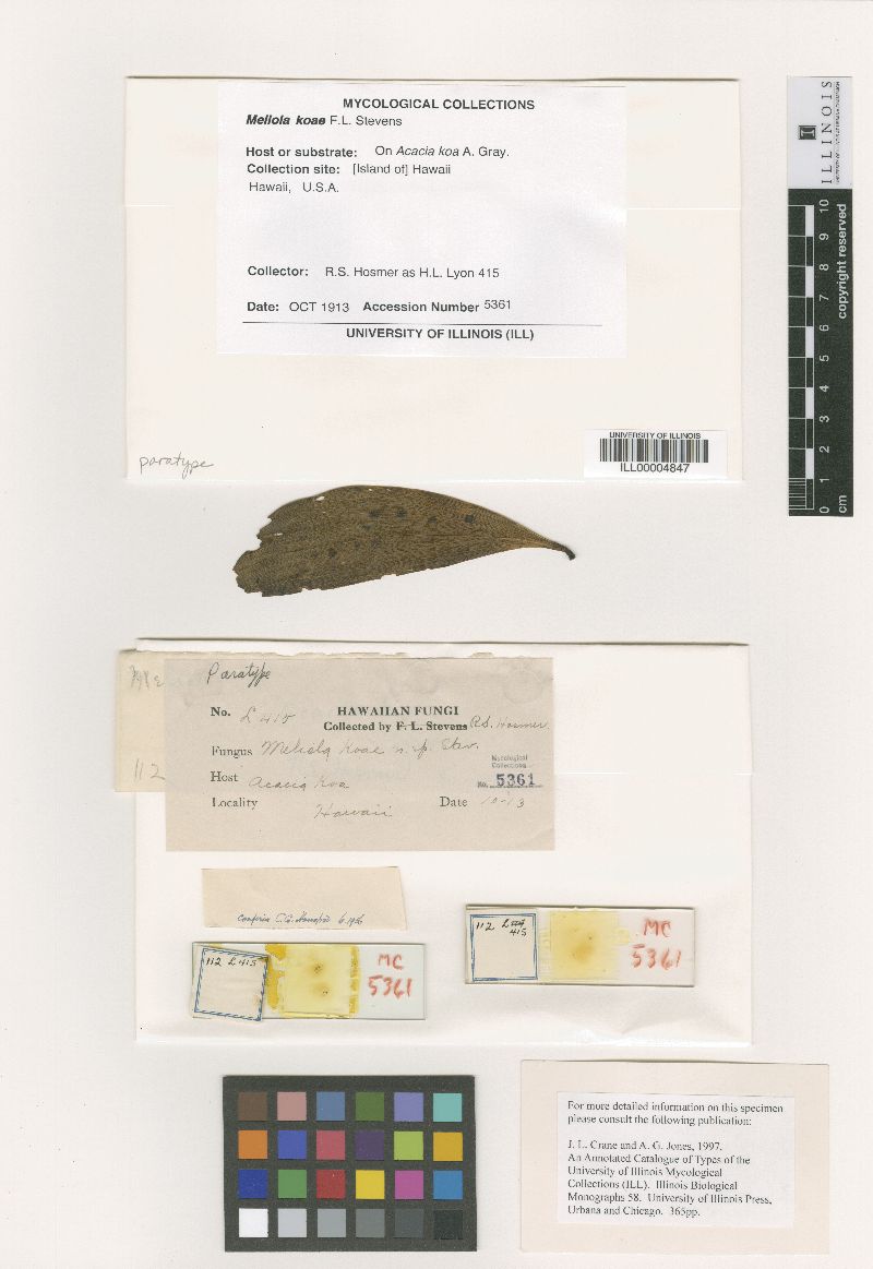 Meliola koae image