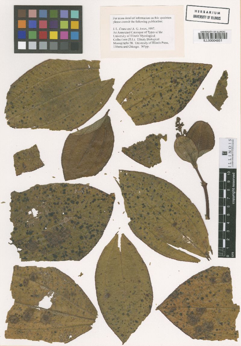 Asterina melastomatacearum image
