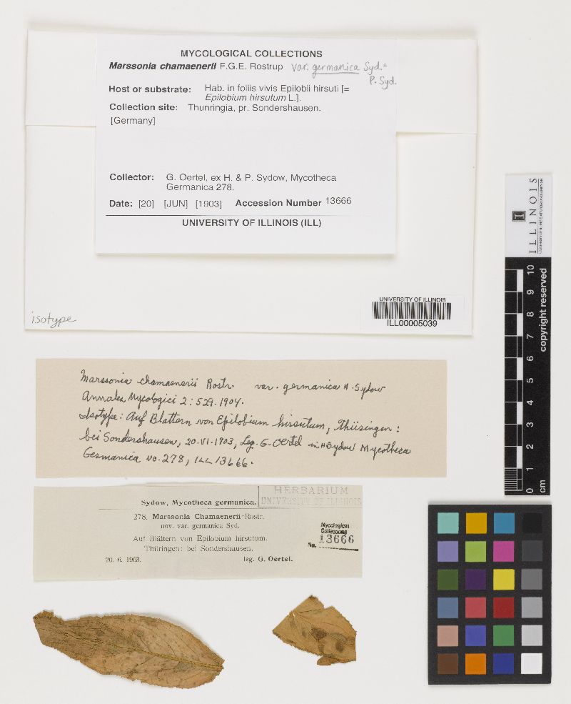 Marssonia chamaenerii image