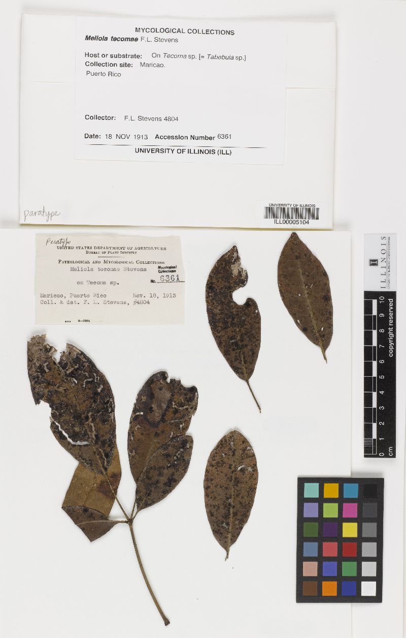 Meliola tecomae image