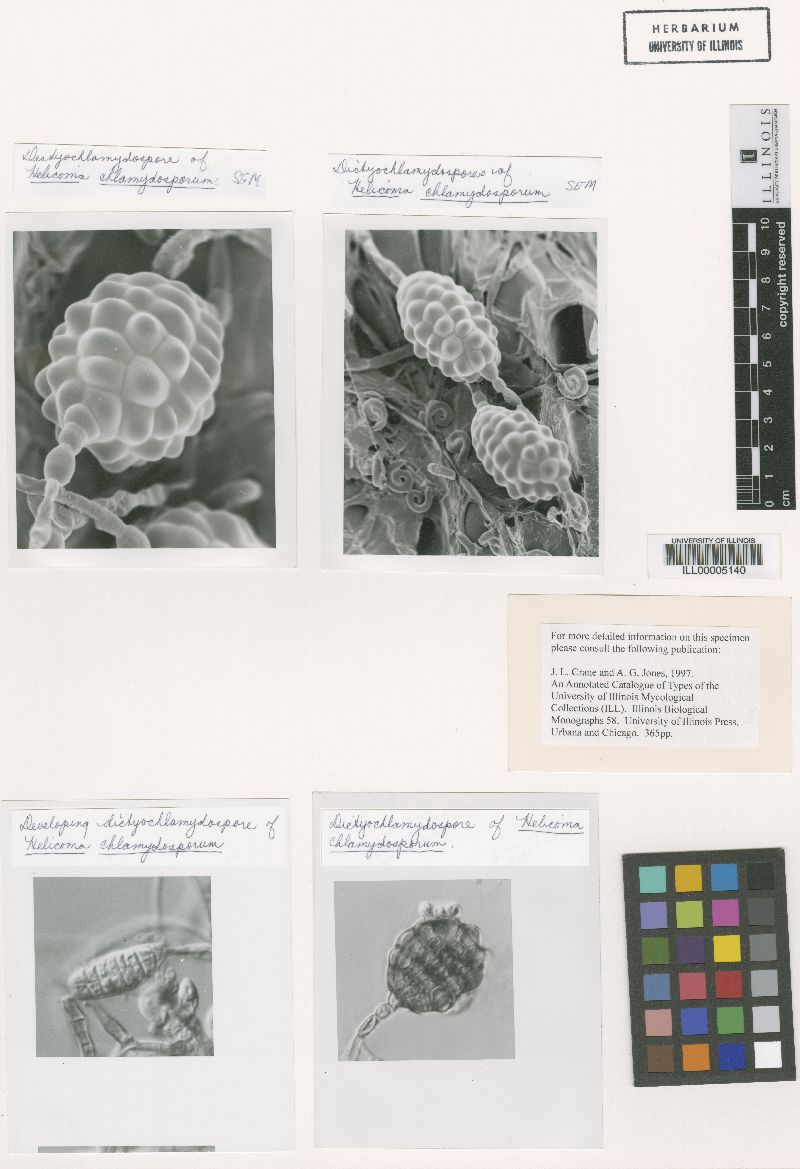 Helicoma chlamydosporum image