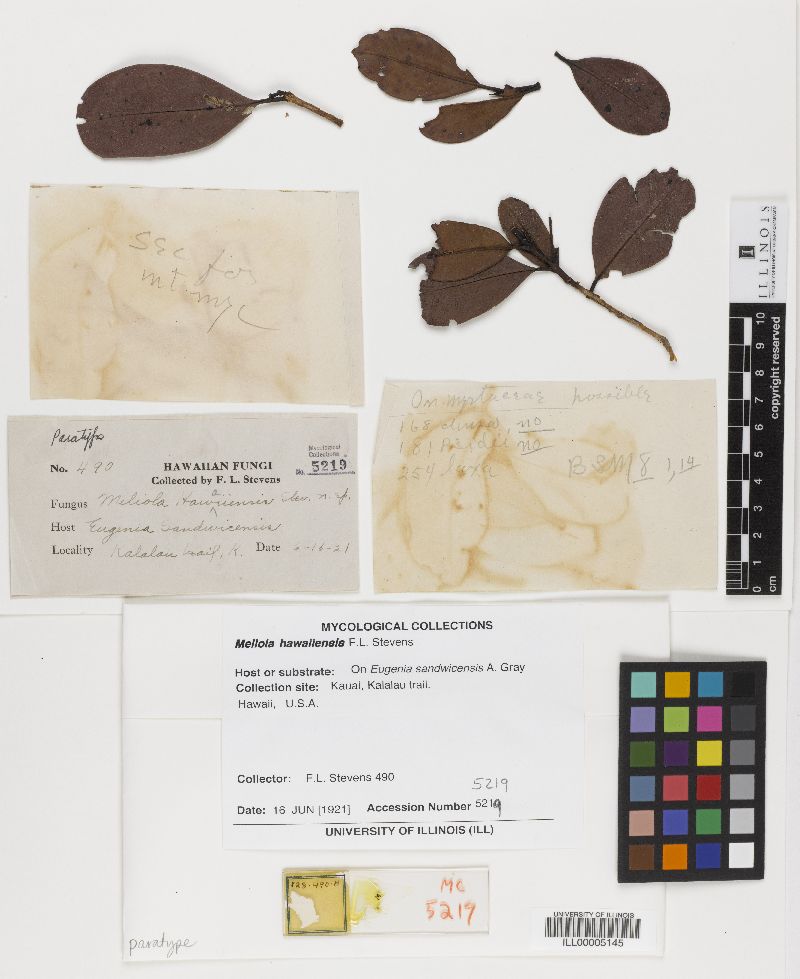 Meliola hawaiiensis image
