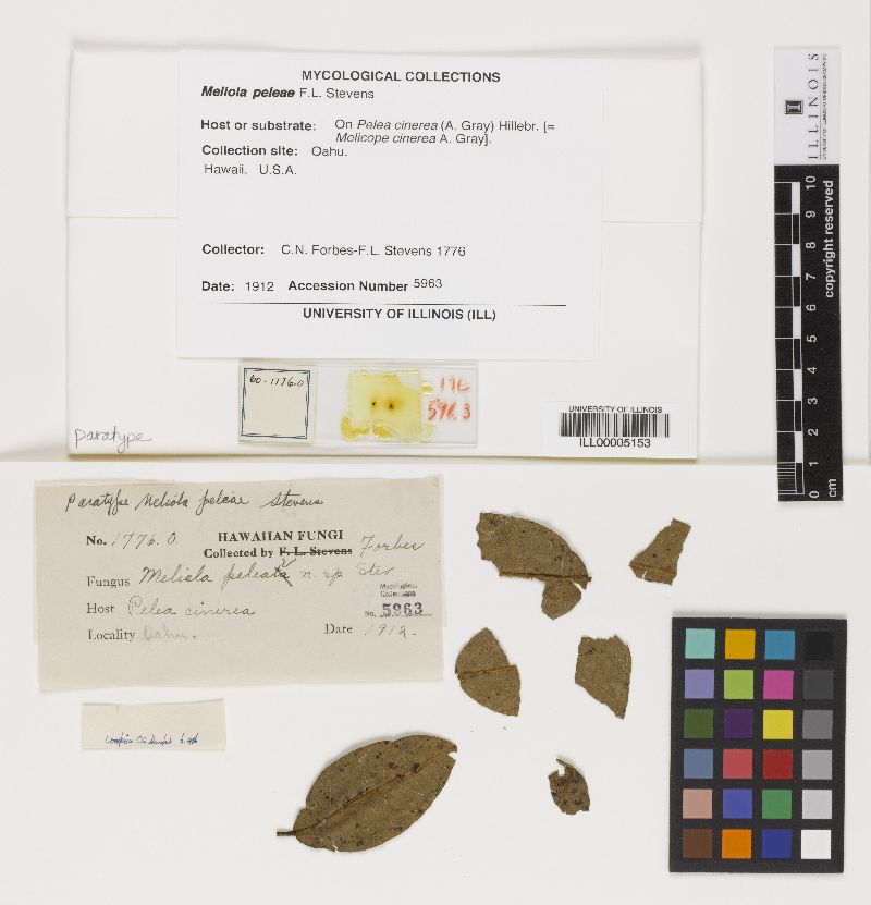 Meliola peleae image