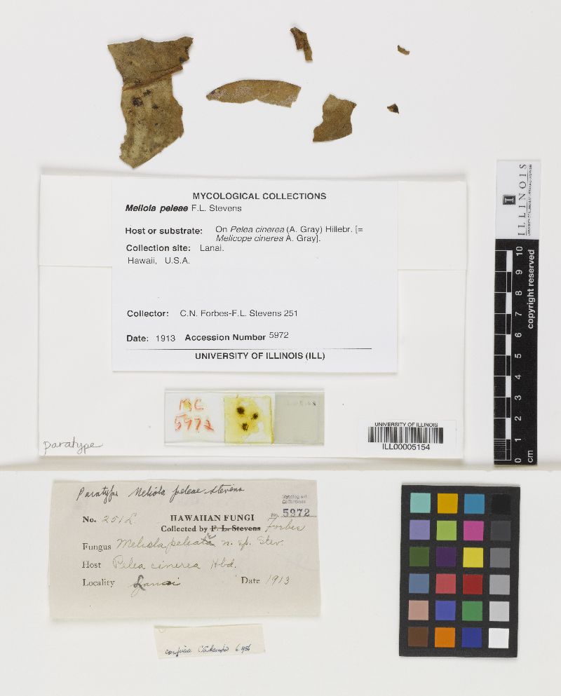 Meliola peleae image