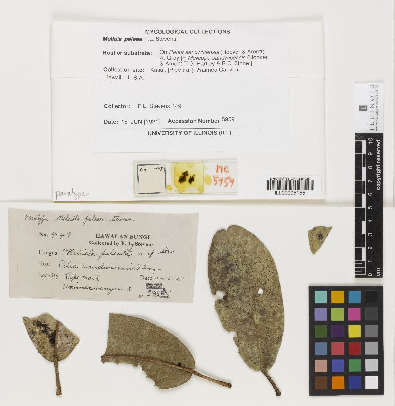 Meliola peleae image