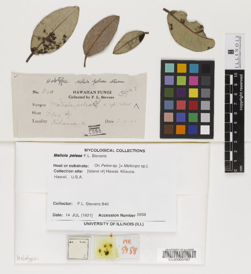 Meliola peleae image