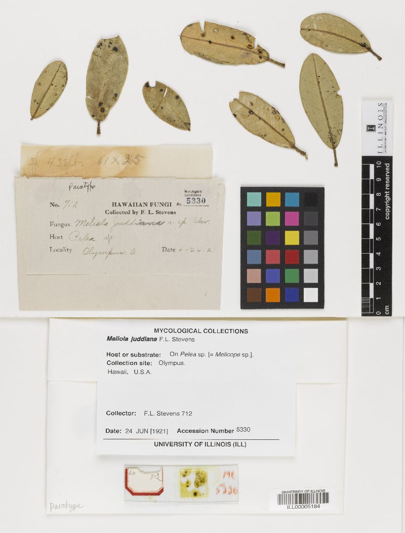 Meliola juddiana image