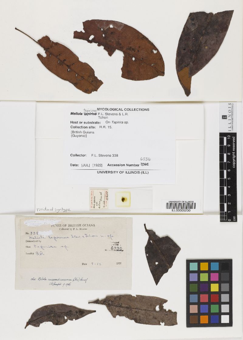 Meliola tapirirae image