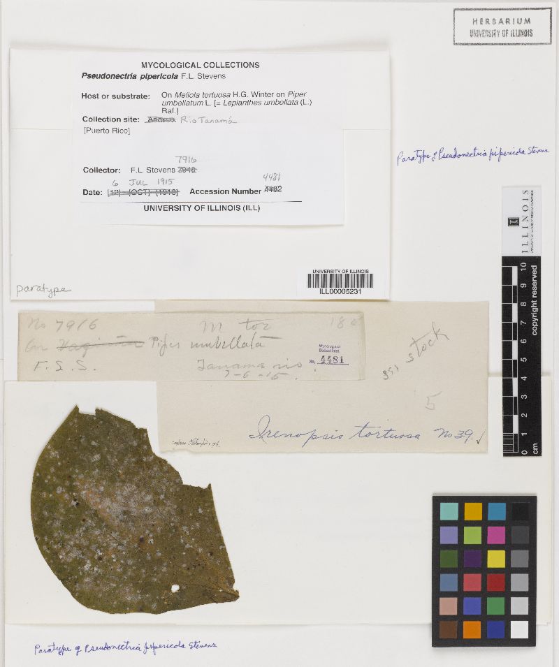 Pseudonectria pipericola image