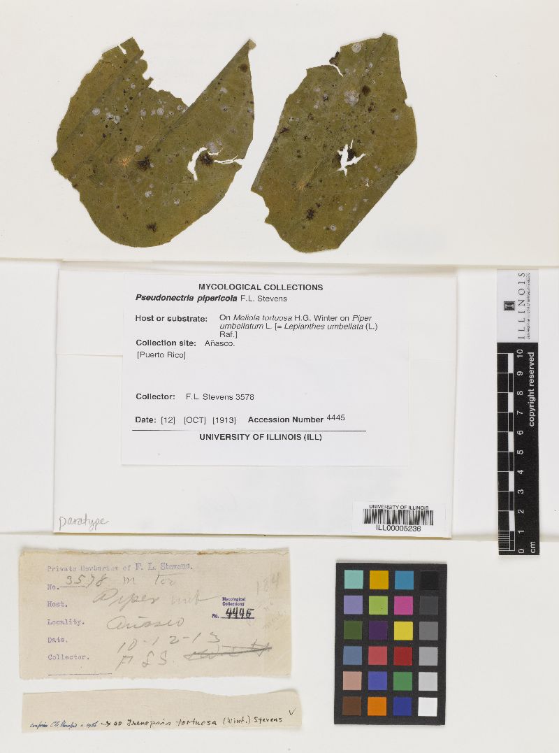 Pseudonectria image