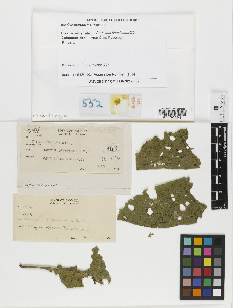 Irenina isertiae image