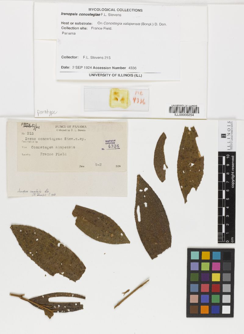 Irenopsis conostegiae image