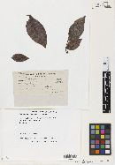 Perisporium truncatum image