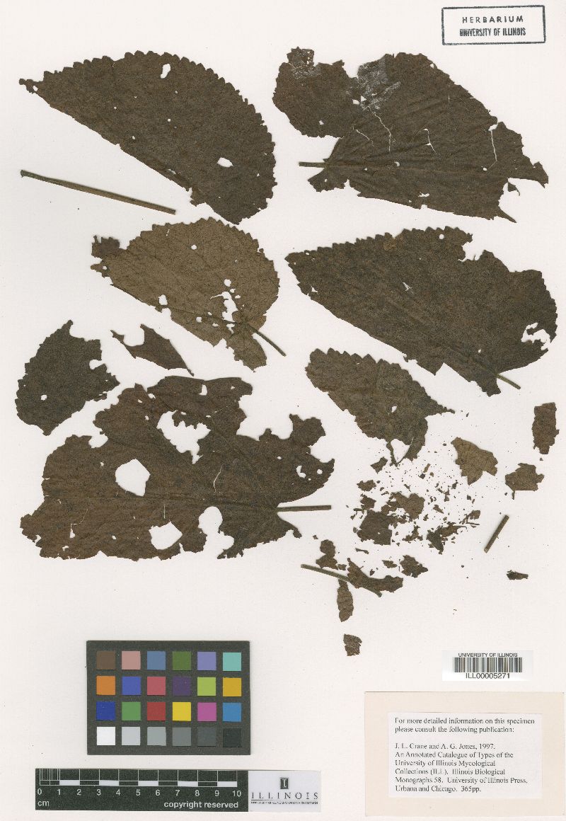 Meliola melochiae image